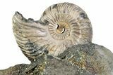 Iridescent Pyritized Ammonite (Quenstedticeras) Fossil Display #383625-1